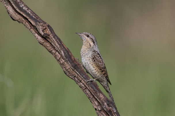A single northern wryneck (Jynx torquilla) shot close up sitting on a branch against a beautifully blurred green background - Photo, Image