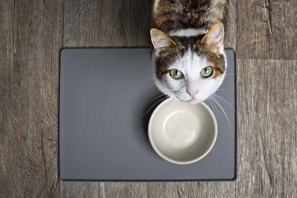 Aç kedi, yemek tabağının önünde oturmuş kameraya bakıyor.. - Fotoğraf, Görsel