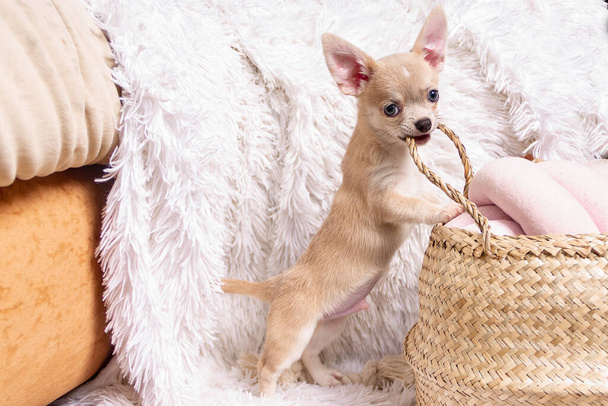Lindo cachorro chihuahua feliz jugando en las salas de estar y roer cesta de mimbre en el fondo blanco y mirando a la cámara
 - Foto, Imagen