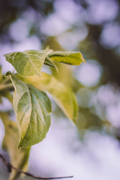 green leaves on a branch of apple tree in the garden in spring - Φωτογραφία, εικόνα