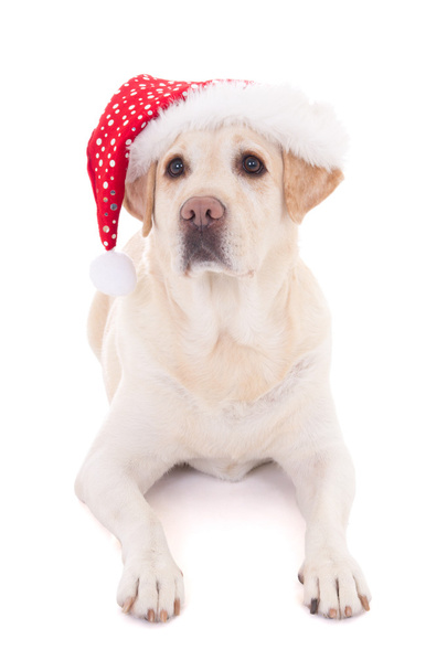 dog in santa hat isolated on white - Foto, Imagem