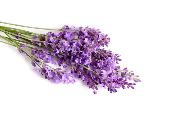 Bunch of blooming lavender on a white background. - Foto, afbeelding
