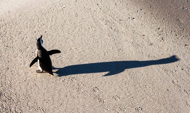 Αφρικανικός πιγκουίνος και η τεράστια σκιά του στην παραλία Boulders Beach, Simon 's Town, Νότια Αφρική - Φωτογραφία, εικόνα