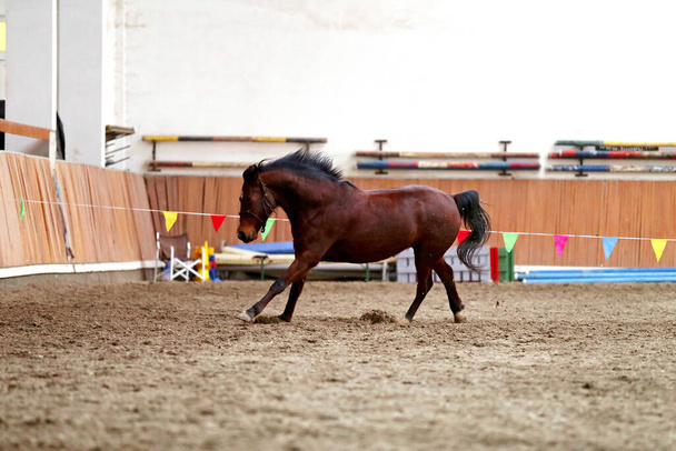 Gyönyörű, fiatal, fajtiszta ló fut át az üres lovas csarnokon edzés közben - Fotó, kép