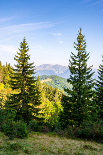 spruce trees on the meadow in mountains. beautiful sunny scenery with distant valley and hills in morning light - Фото, зображення