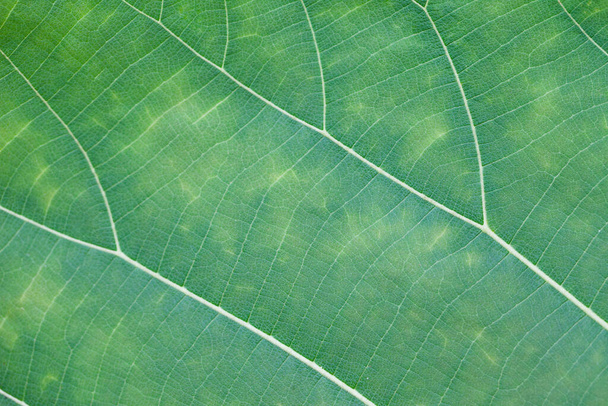 Grüne Blatttextur, Natur - Foto, Bild