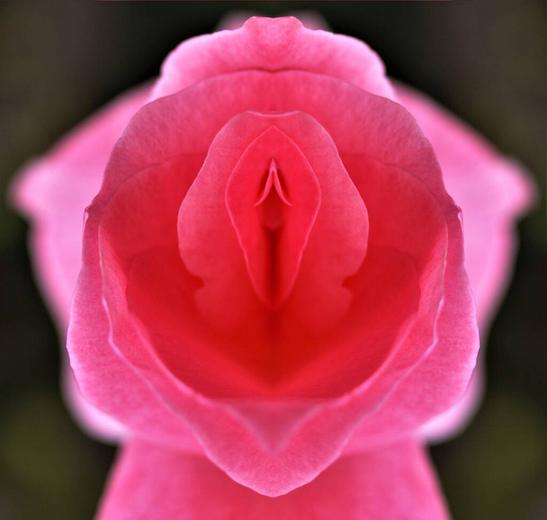 sex, pussy, vulva, clitoris, vagina, Orgasm, love, spring, bloom, petal, Erotic rose flower, Flower imitating the female sex, visual allegories, visual metaphors, photographic allegories, sexy,  - Photo, Image