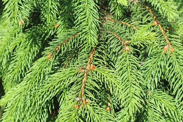 Листя соснового дерева навесні
 - Фото, зображення