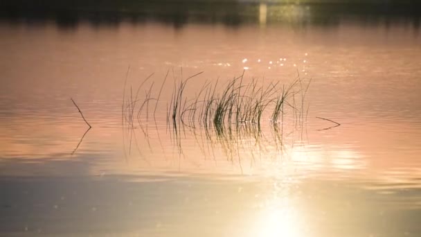 Prachtig gouden uur aan het meer - Video