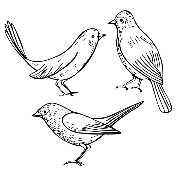 Pájaros gráficos dibujados a mano sobre fondo blanco.Ilustración de bocetos vectoriales
. - Vector, imagen