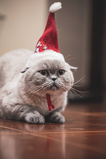 кіт у капелюсі Санта Клауса, що сидить на підлозі в квартирі
 - Фото, зображення