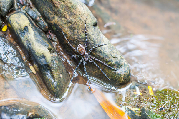 Павук на скелі в водоспаді (Таїланд). - Фото, зображення