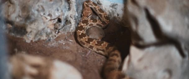 Królewski wąż znany również jako wąż diademowy, żywiący się myszą w kącie, w pobliżu skał. Zwolnij trochę. BMPCC 4K - Materiał filmowy, wideo