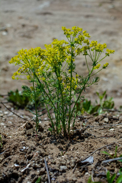 草原に咲くヒノキ(ユーフォルビアCyparissas) 。ユーフォルビア・シパリシア(Cypress spurg)は、ユーフォルビア科の開花植物の一種です。 - 写真・画像
