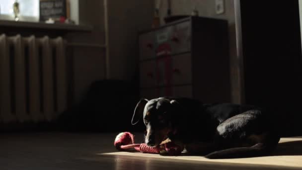 Pieni mäyräkoirarodun koira makaa lattialla auringonvalossa pää lepäämässä lelun päällä ja heiluttamassa häntäänsä.
 - Materiaali, video