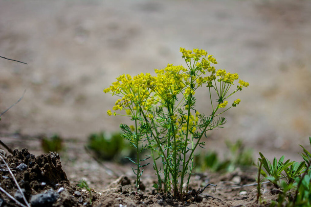 flower cypress spurge (Euphorbia Cyparissias) on meadow. Euphorbia cyparissias, the Cypress spurge, is a species of flowering plant in the Euphorbiaceae family - Photo, Image