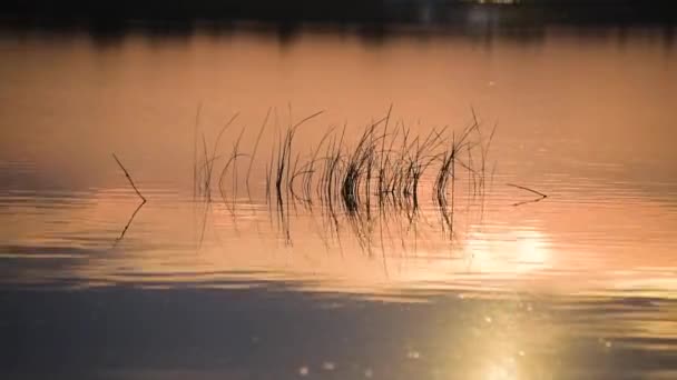 Krásná zlatá hodina na jezeře - Záběry, video