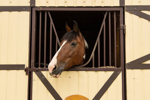 horse head portrait in farm stall window frame adorable face expression animal photography concept - Photo, Image