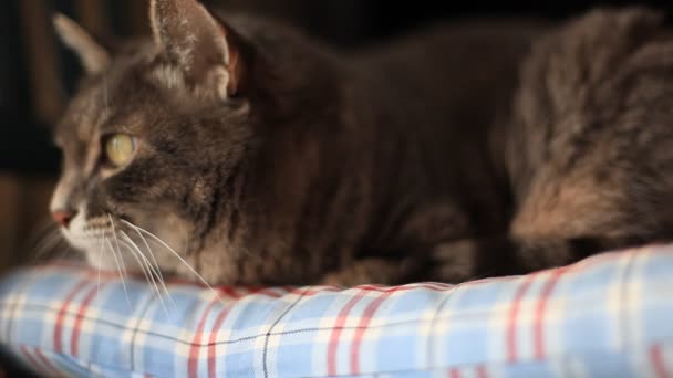 closeup φοβισμένη γάτα - Πλάνα, βίντεο