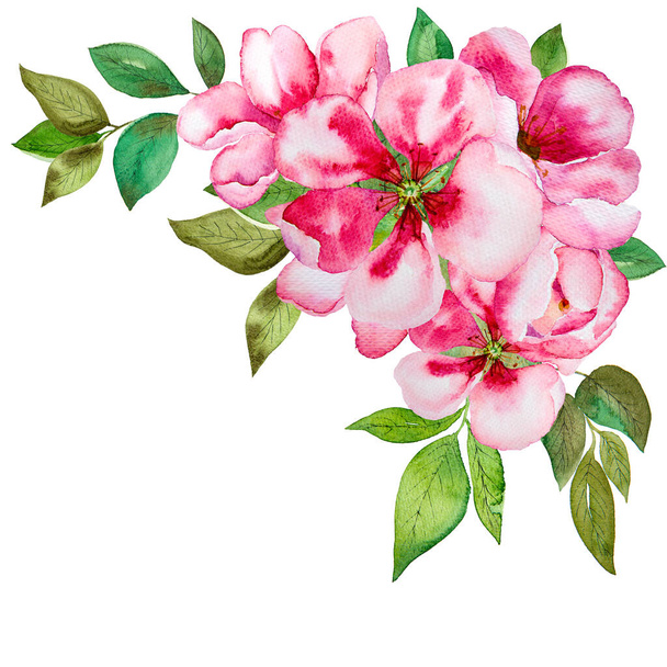 Υδατογραφία ροζ λουλούδια άνθος που κοντά απομονώνονται σε λευκό φόντο. - Φωτογραφία, εικόνα