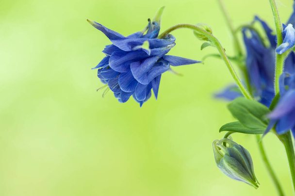 Columbina azul (aquilegia) flor sobre fondo borroso verde
.  - Foto, imagen
