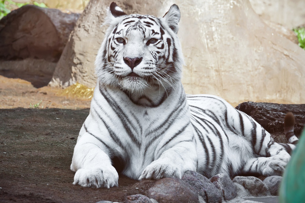 White Tiger - Foto, Bild