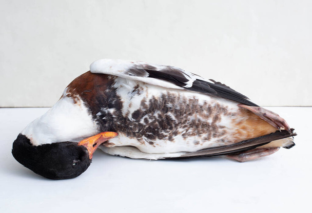 Dead duck in feathers on a white background - Photo, Image