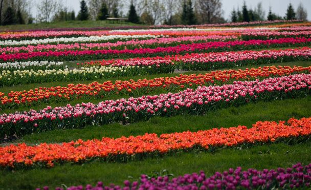 Kevät tulppaani kentät Hollannissa, värikkäitä kukkia Alankomaissa. Ryhmä värikkäitä tulppaaneja. Valikoiva keskittyminen. Värikäs tulppaanit valokuva tausta
. - Valokuva, kuva