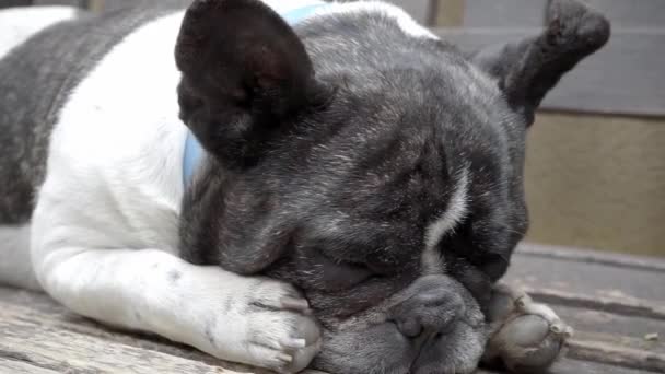 Liefde voor huisdieren. Close-up Portret van een slapende Franse Bulldog. - Video