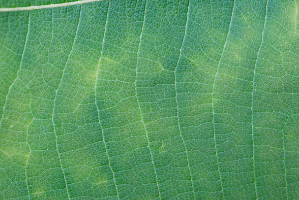 Використання натурального зеленого листя для фону
 - Фото, зображення