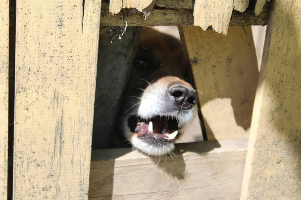 un perro enojado ladra y vigila el patio de la casa / foto de un perro enojado. Una mascota que vigila el patio y la casa del propietario. el animal ladra y bloquea sus dientes, y está enojado. Solo el hocico es visible desde un agujero en la valla de madera
. - Foto, imagen