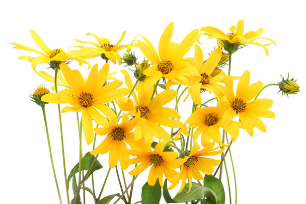 Topinambur yellow flowers background - Photo, Image