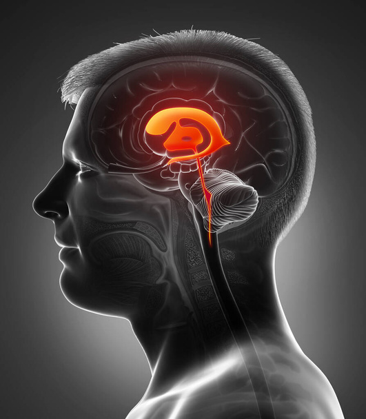 3d rendering medical illustration of male Brain Ventricles anatomy  - Фото, зображення