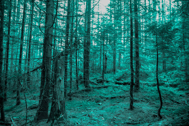 Hideg erdő (fa), türkiz színek. Ködös Halloween háttér.  - Fotó, kép