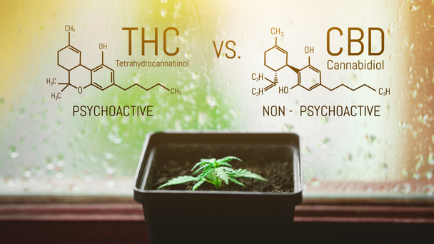 CBD Cannabidiol - THC Tetrahidrokannabinol Cannabis kémiai képlet. A kannabidiol és a tetrahidrokannabinol molekula szerkezeti modellje. Gyógykender - Fotó, kép