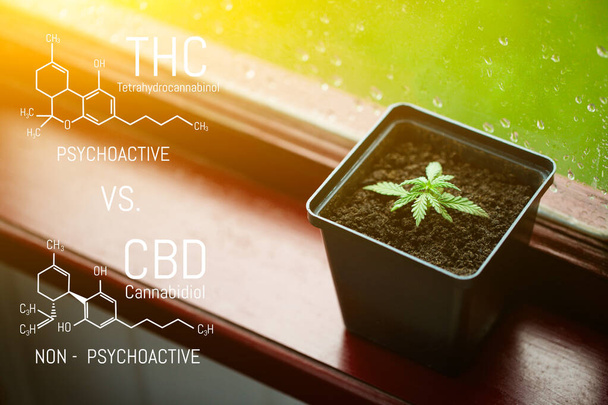 CBD Cannabidiolo - THC Tetraidrocannabinolo Cannabis Chemical Formula. Modello strutturale di molecola di cannabidiolo e tetraidrocannabinolo. Canapa medicinale
 - Foto, immagini