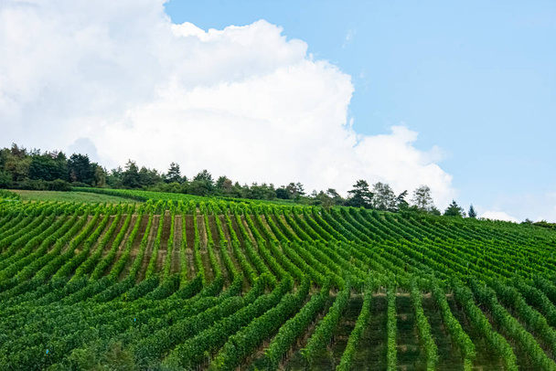 Hermoso paisaje de la viña verde sin gente en Alemania - Foto, Imagen
