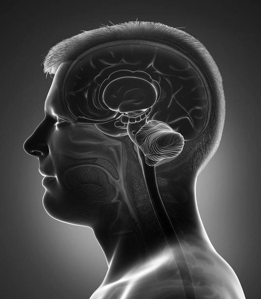 3d rendered medically accurate illustration of a male brain anatomy - Zdjęcie, obraz