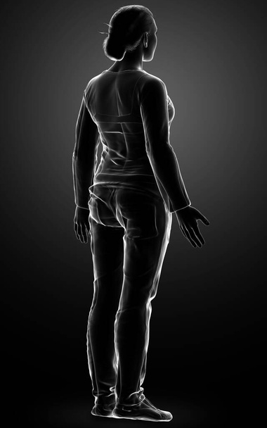 3d rendered illustration of the female body - Φωτογραφία, εικόνα