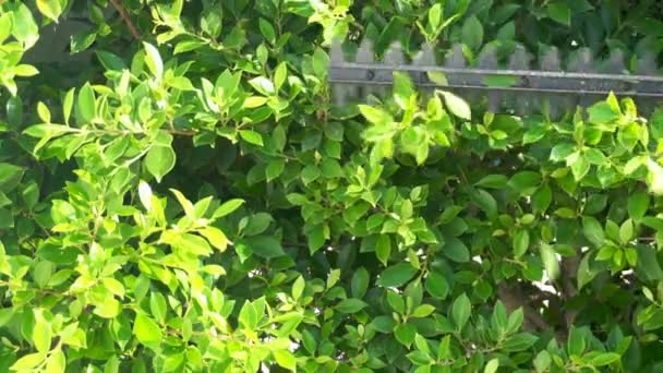 Cortar las ramas decorativas en el jardín de la casa con un cortador de ramas.. - Imágenes, Vídeo
