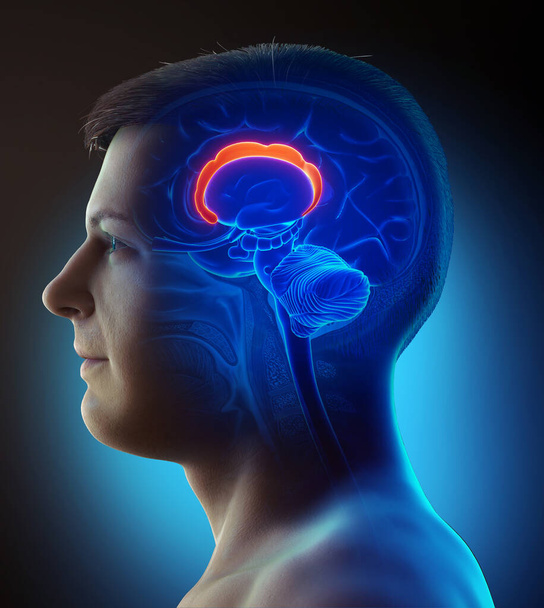3d rendered medically accurate illustration of the brain anatom - Фото, зображення