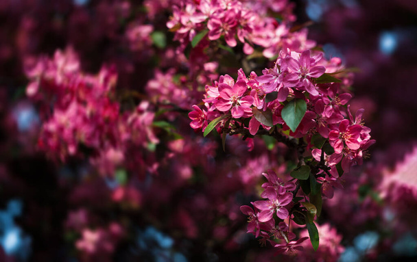 Branch with pink apple flowers. Decorative wild apple tree blooming in pink. Flowering apple tree close-up - Photo, Image