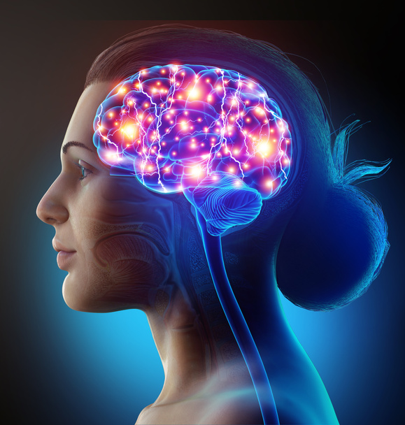 3d αποδίδεται, ιατρικά ακριβής απεικόνιση ενός γυναικείου ενεργού εγκεφάλου - Φωτογραφία, εικόνα