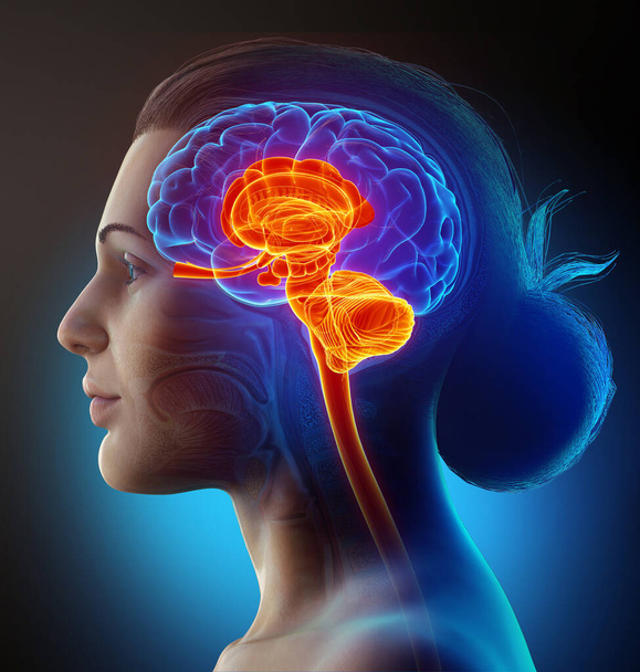 3d ilustracja medyczna męskiej wewnętrznej anatomii mózgu  - Zdjęcie, obraz