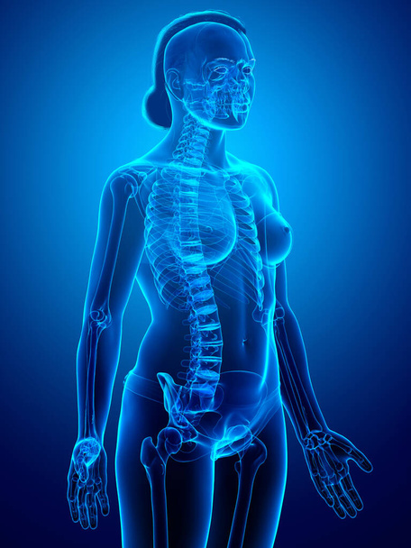 3d renderizado, ilustração medicamente precisa de um sistema de esqueleto feminino
 - Foto, Imagem