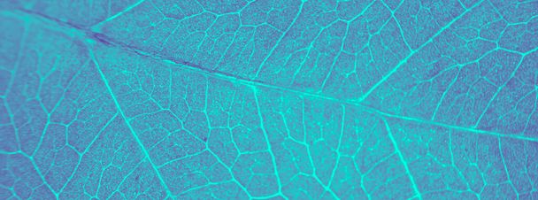 Leaf abstract modern background - Photo, Image