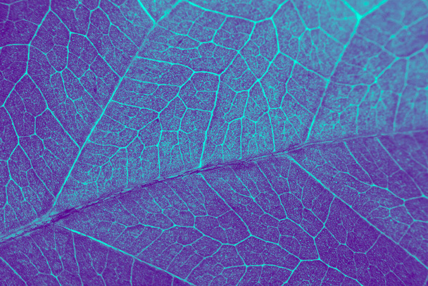 Leaf abstract modern background - Foto, Bild