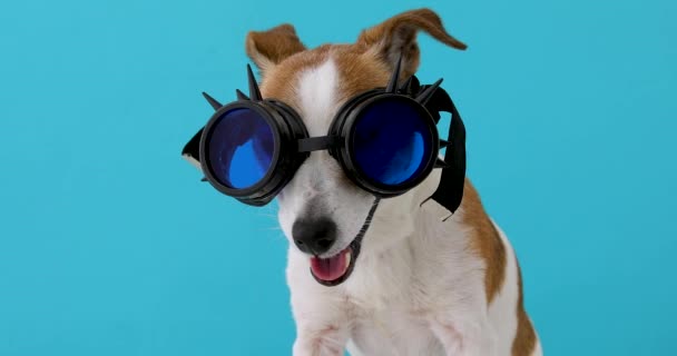 Fantasy cyberpunk dog glasses - Footage, Video