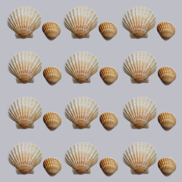 Seashell pattern. Texture with shells on a gray background. - Photo, Image