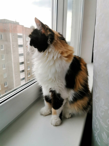 Триколорний кіт на підвіконні дивиться у вікно
. - Фото, зображення
